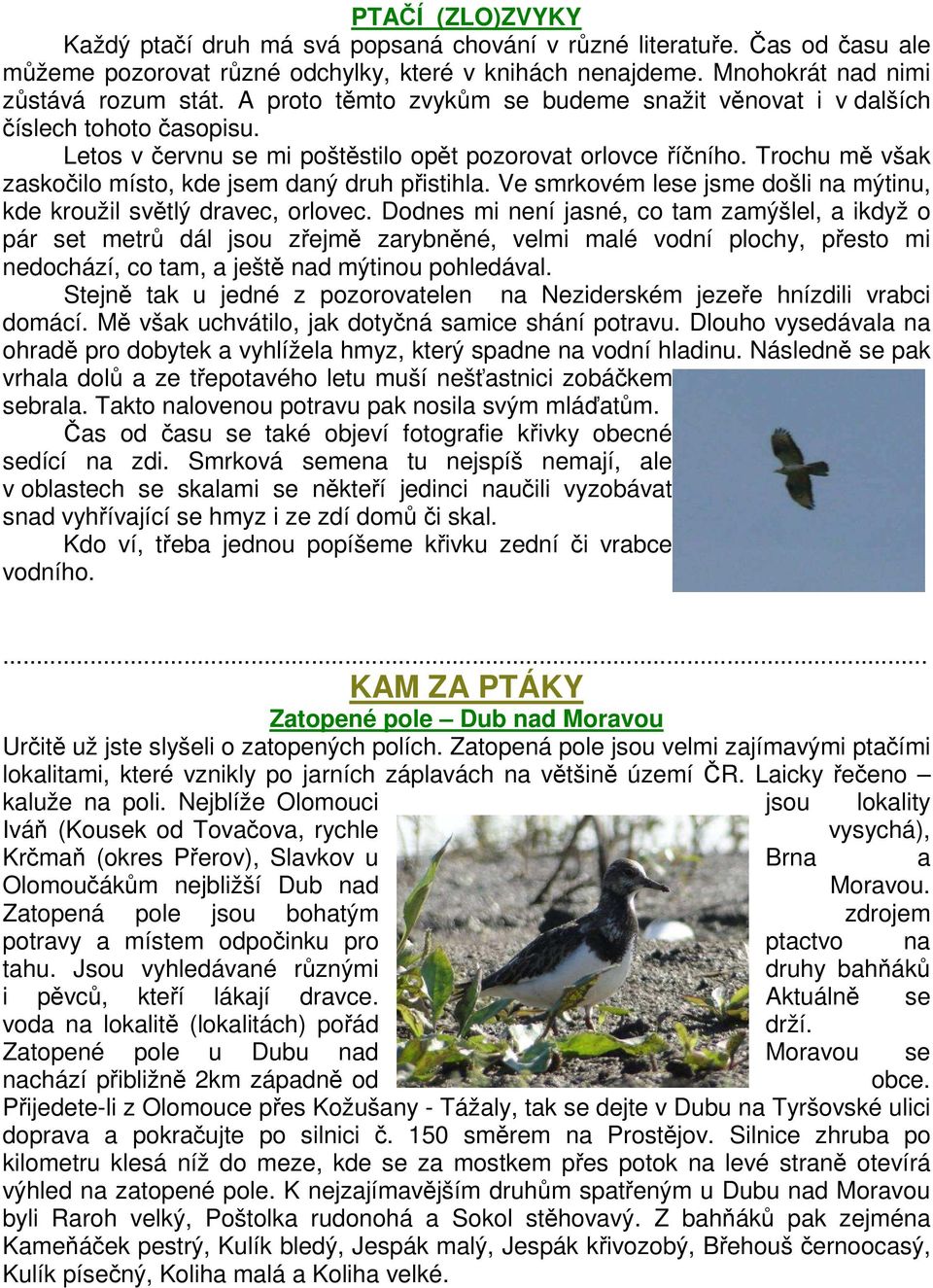 Trochu mě však zaskočilo místo, kde jsem daný druh přistihla. Ve smrkovém lese jsme došli na mýtinu, kde kroužil světlý dravec, orlovec.