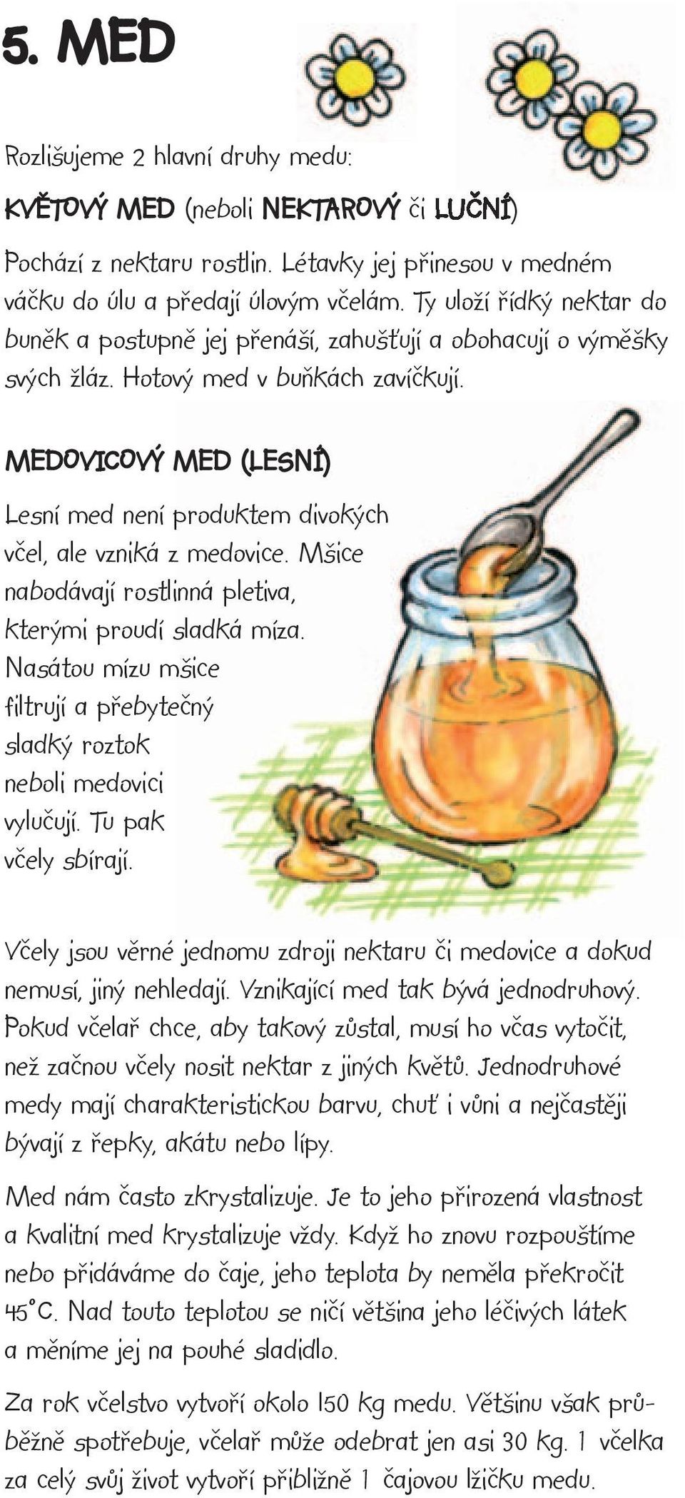 MEDOVICOVÝ MED (LESNÍ) Lesní med není produktem divokých včel, ale vzniká z medovice. Mšice nabodávají rostlinná pletiva, kterými proudí sladká míza.