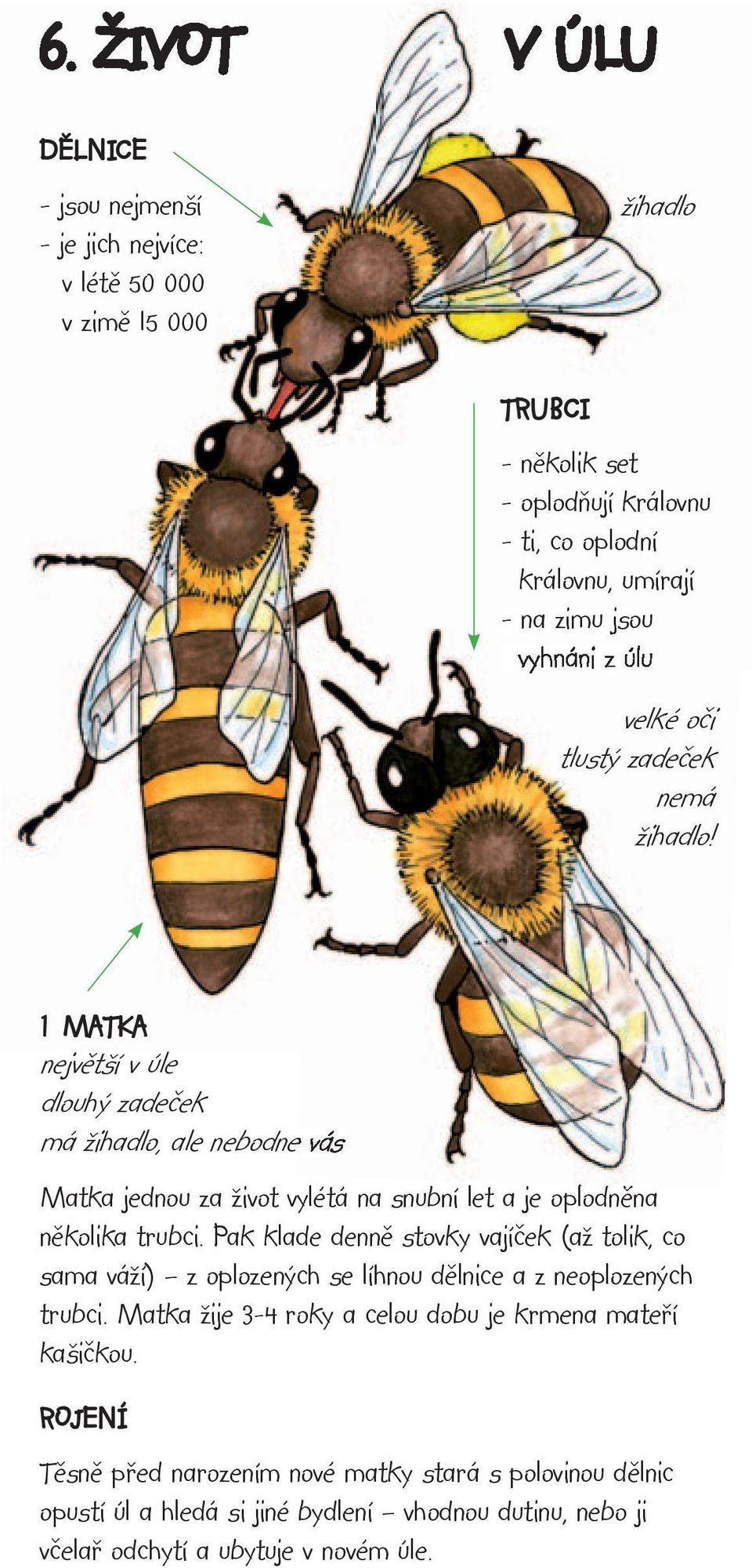 1 MATKA největší v úle dlouhý zadeček má žihadlo, ale nebodne vás Matka jednou za život vylétá na snubní let a je oplodněna několika trubci.