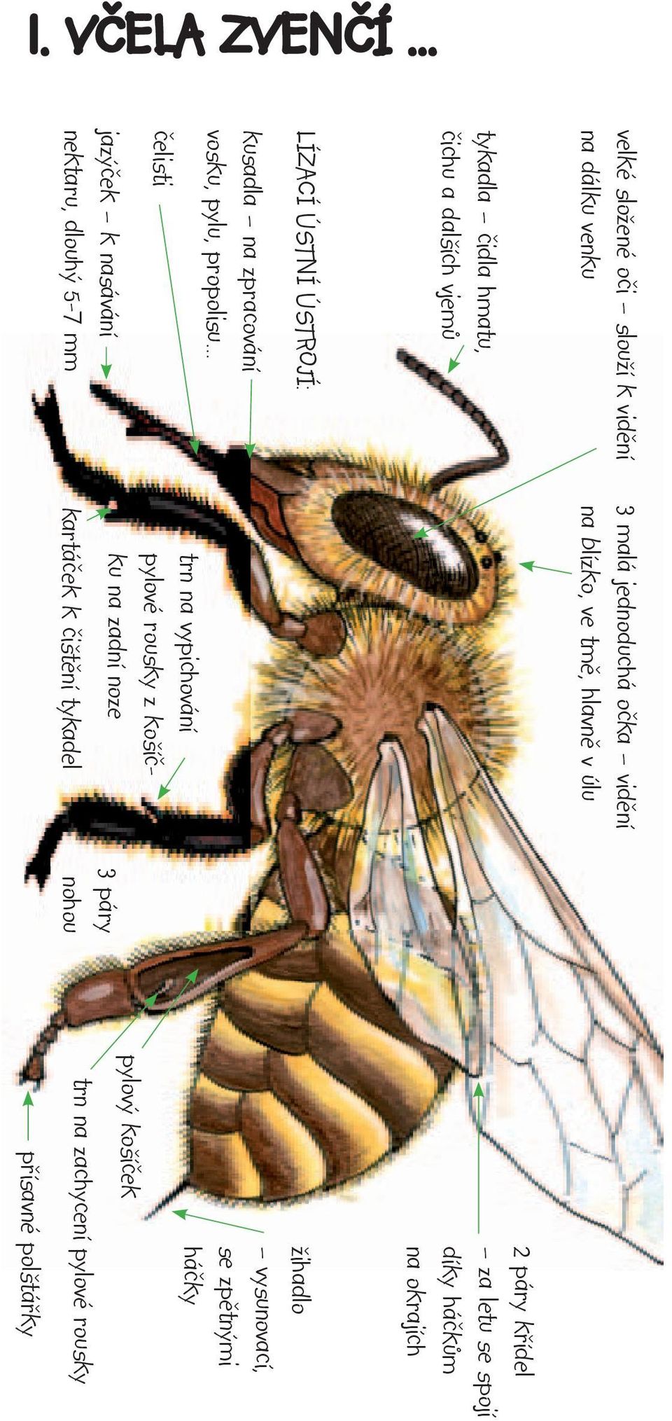 zpracování vosku, pylu, propolisu čelisti jazýček k nasávání nektaru, dlouhý 5-7 mm 3 malá jednoduchá očka vidění na blízko, ve tmě,
