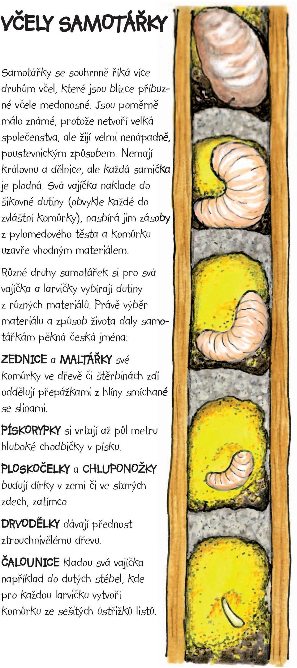 Svá vajíčka naklade do šikovné dutiny (obvykle každé do zvláštní komůrky), nasbírá jim zásoby z pylomedového těsta a komůrku uzavře vhodným materiálem.