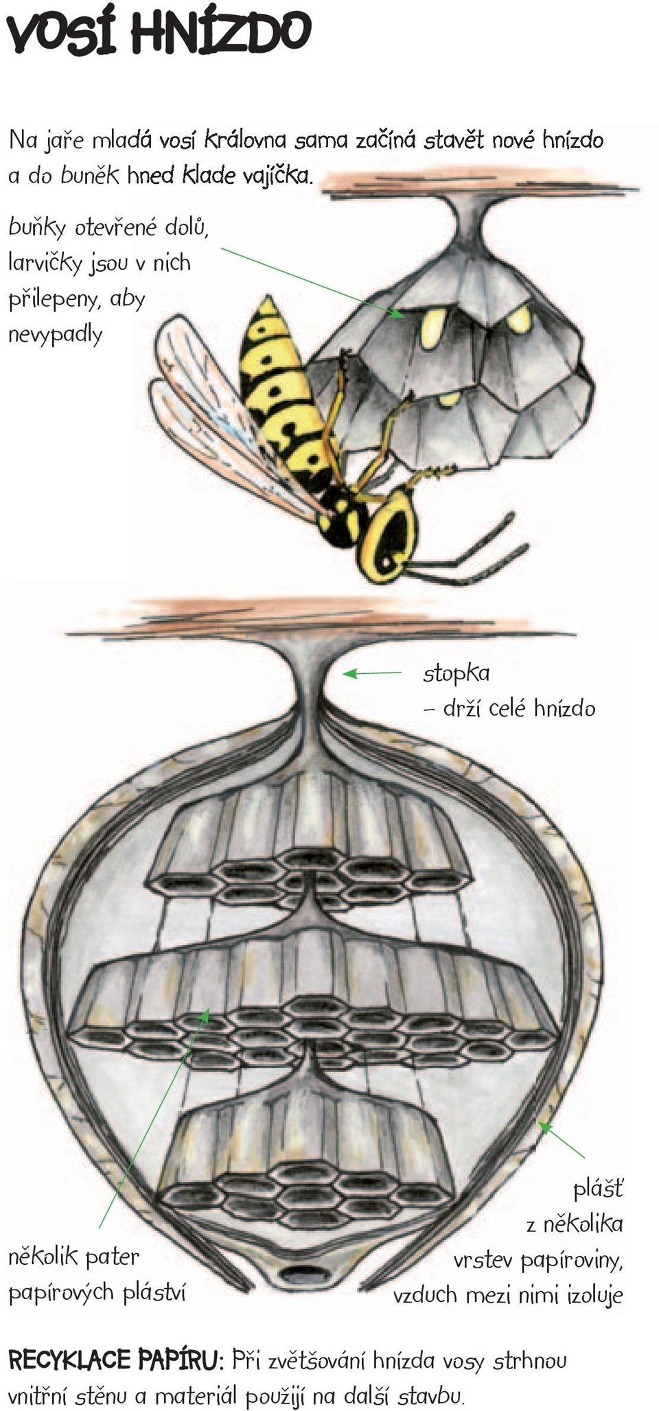 buňky otevřené dolů, larvičky jsou v nich přilepeny, aby nevypadly stopka drží celé hnízdo