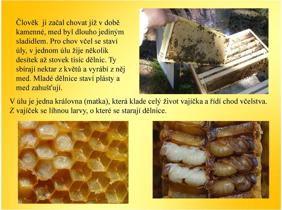 Ty sbírají nektar z květů a vyrábí z něj med. Mladé dělnice staví plásty a med zahušťují.