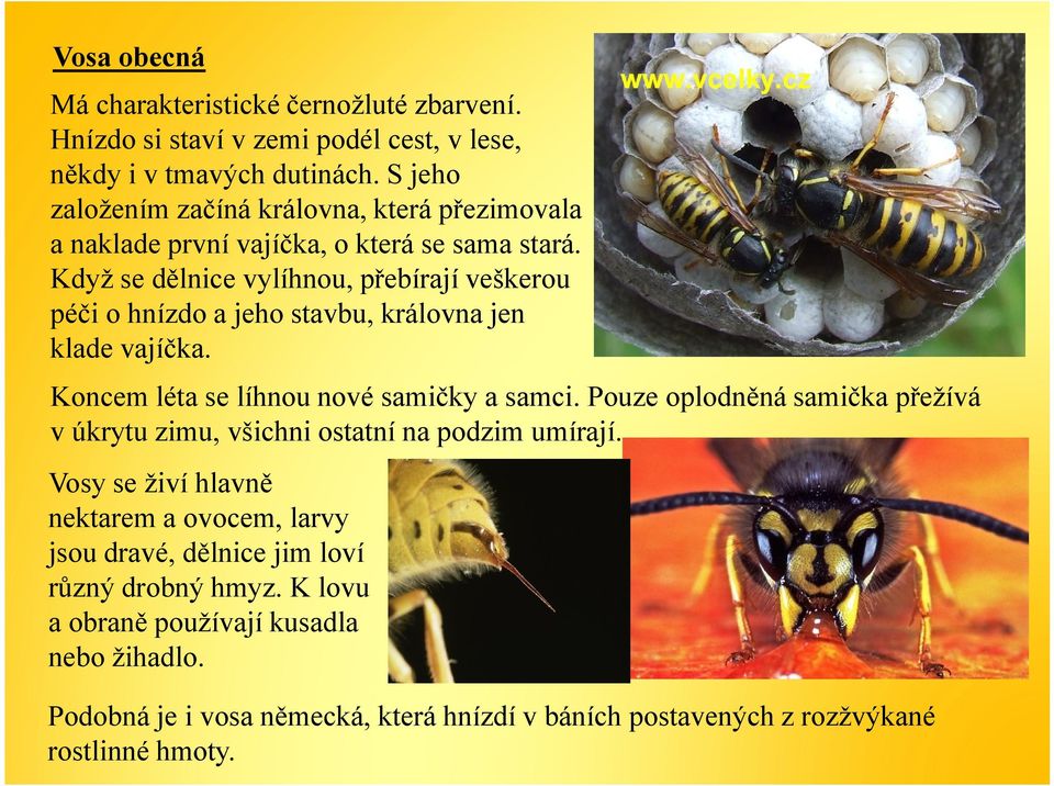 Když se dělnice vylíhnou, přebírají veškerou péči o hnízdo a jeho stavbu, královna jen klade vajíčka. Koncem léta se líhnou nové samičky a samci.