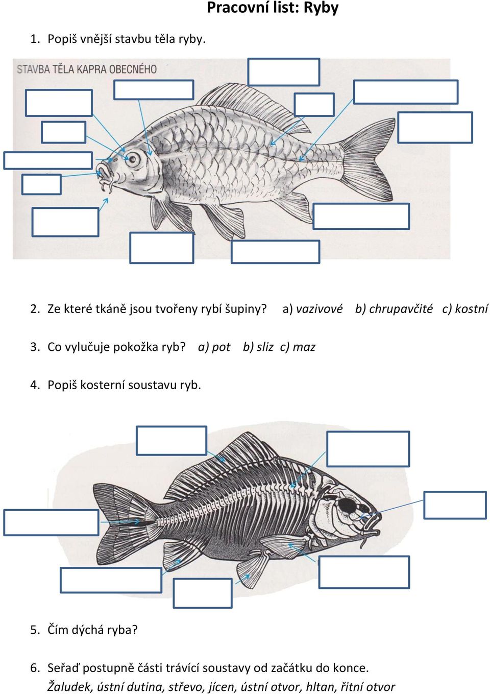 Co vylučuje pokožka ryb? a) pot b) sliz c) maz 4. Popiš kosterní soustavu ryb. 5.