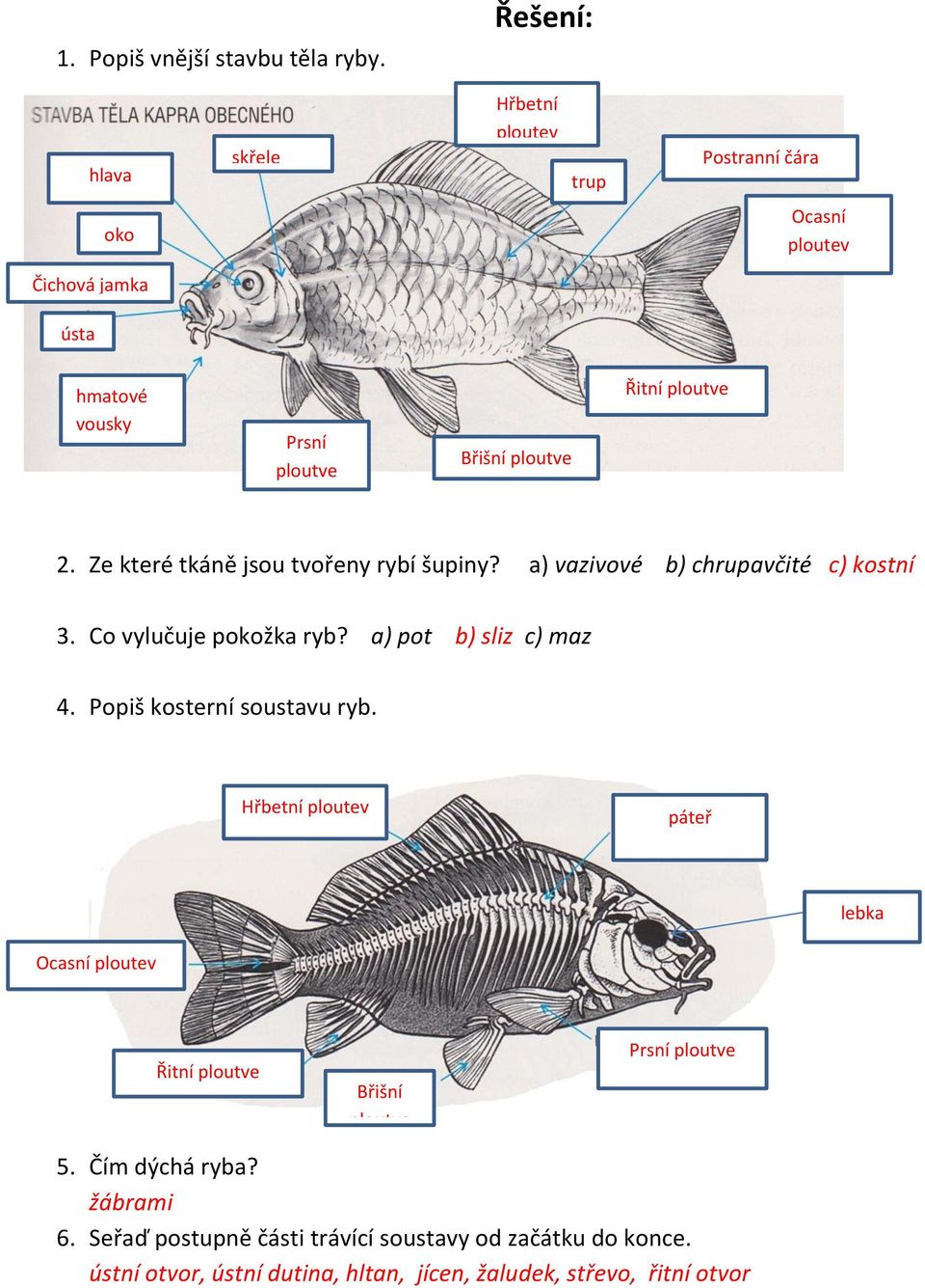 2. Ze které tkáně jsou tvořeny rybí šupiny? a) vazivové b) chrupavčité c) kostní 3. Co vylučuje pokožka ryb? a) pot b) sliz c) maz 4.