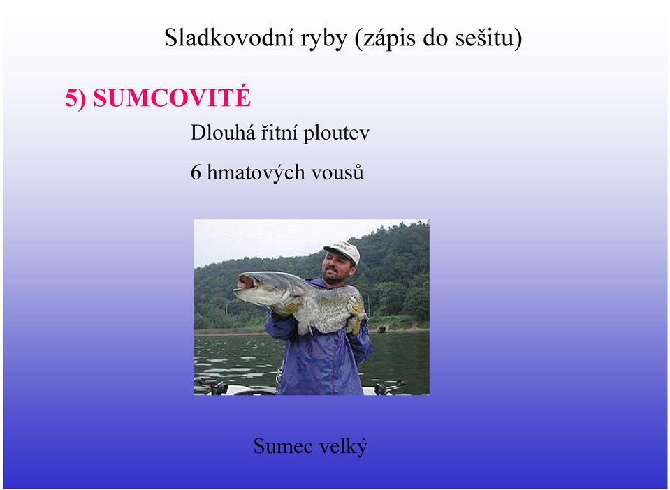 Dlouhá řitní ploutev 6