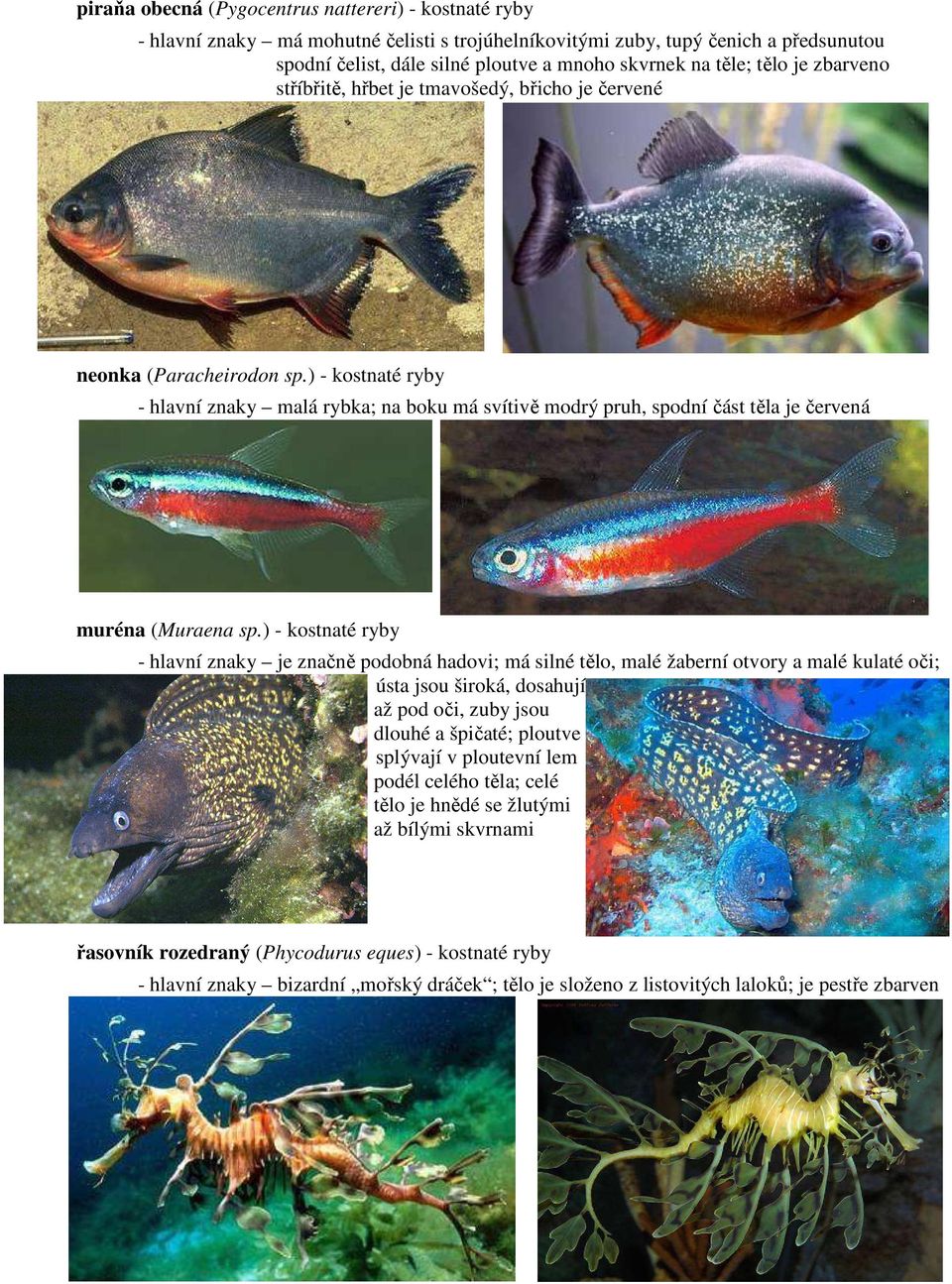 ) - kostnaté ryby - hlavní znaky malá rybka; na boku má svítivě modrý pruh, spodní část těla je červená muréna (Muraena sp.