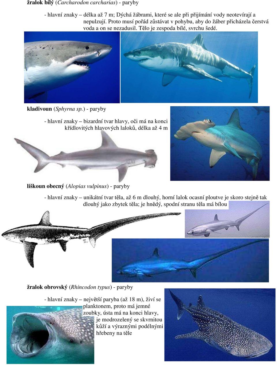 ) - paryby - hlavní znaky bizardní tvar hlavy, oči má na konci křídlovitých hlavových laloků, délka až 4 m liškoun obecný (Alopias vulpinus) - paryby - hlavní znaky unikátní tvar těla, až 6 m dlouhý,