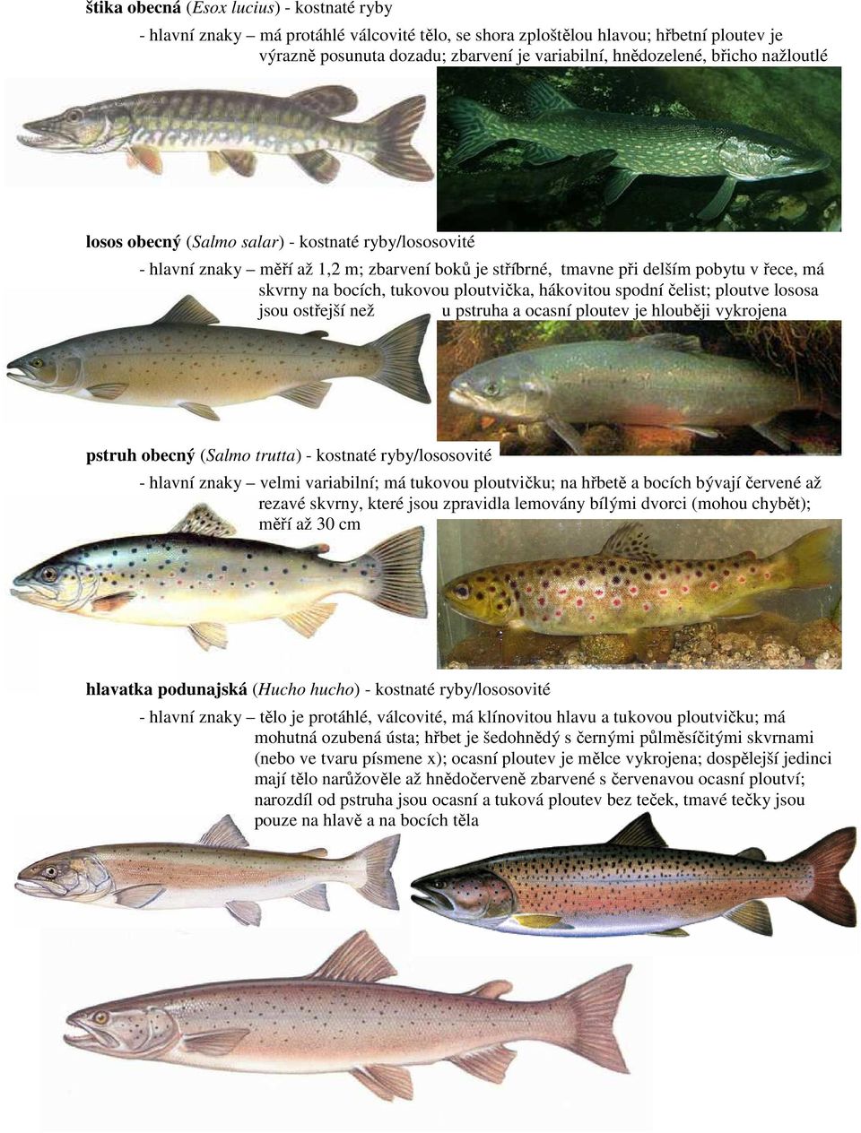ploutvička, hákovitou spodní čelist; ploutve lososa jsou ostřejší než u pstruha a ocasní ploutev je hlouběji vykrojena pstruh obecný (Salmo trutta) - kostnaté ryby/lososovité - hlavní znaky velmi