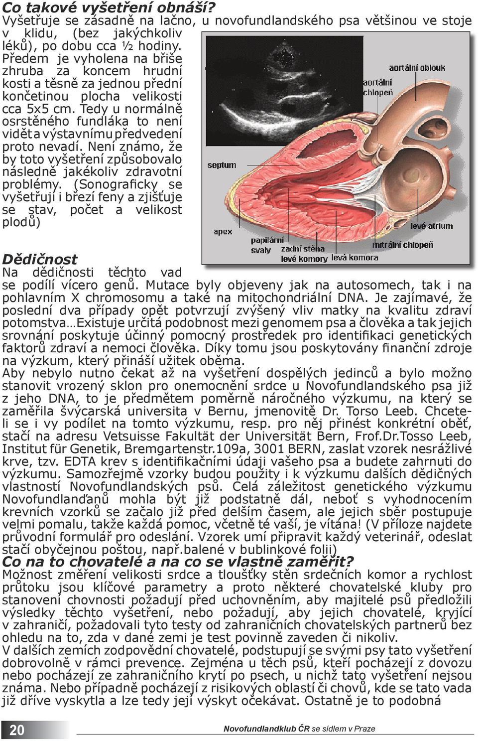 Tedy u normálně osrstěného fundláka to není vidět a výstavnímu předvedení proto nevadí. Není známo, že by toto vyšetření způsobovalo následně jakékoliv zdravotní problémy.