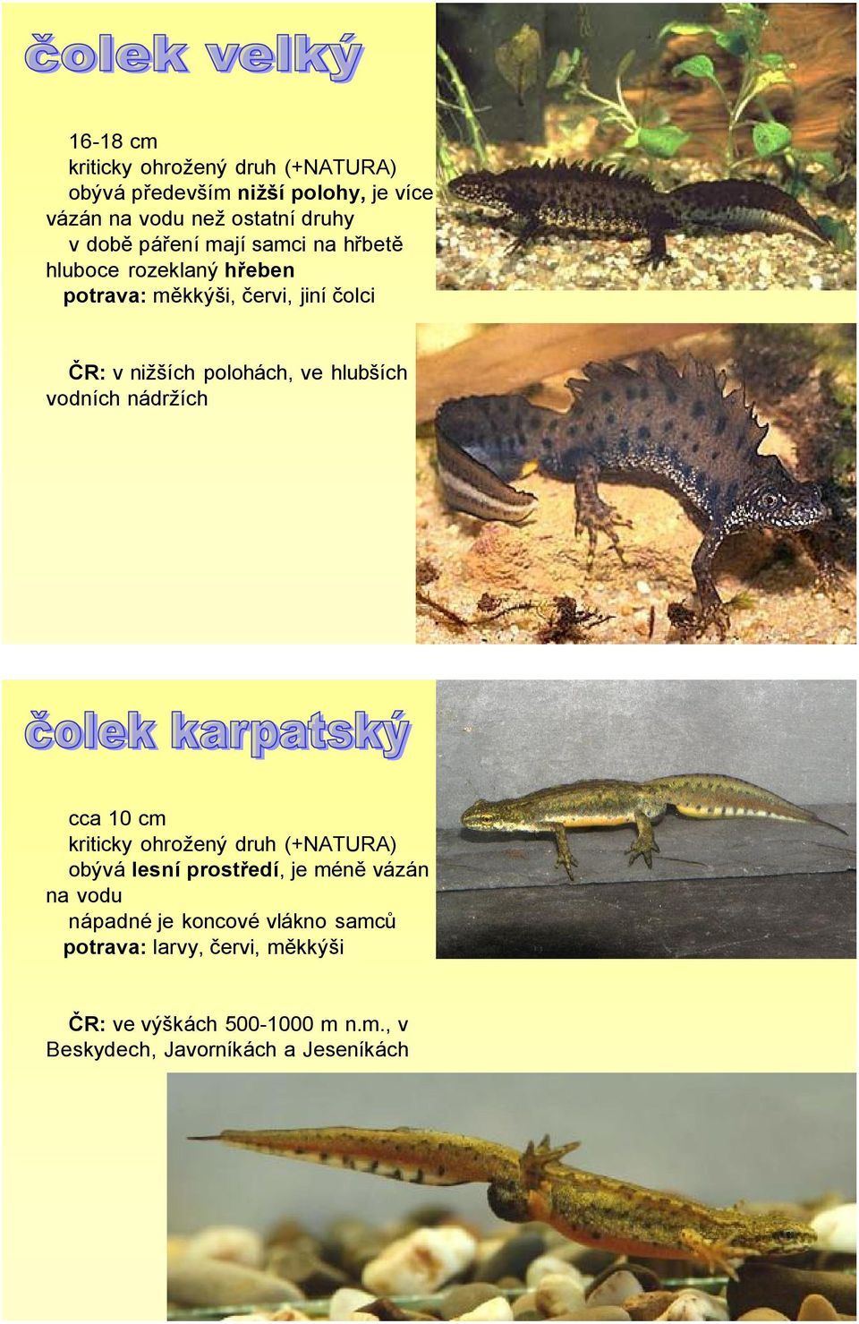 hlubších vodních nádržích cca 10 cm kriticky ohrožený druh (+NATURA) obývá lesní prostředí, je méně vázán na vodu