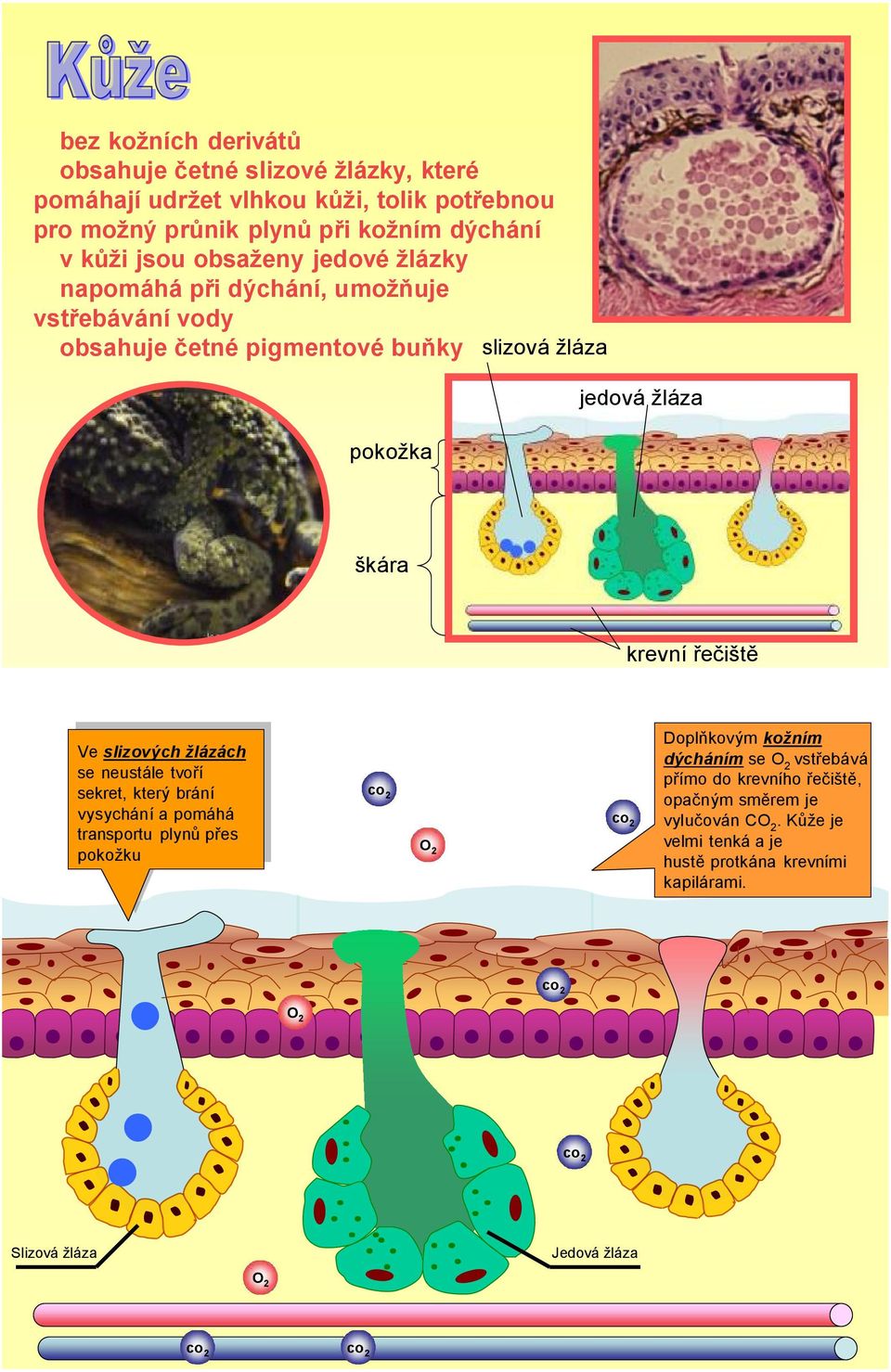 žlázách se neustále tvoří sekret, který brání vysychání a pomáhá co 2 transportu plynů přes pokožku co 2 O 2 co 2 Doplňkovým kožním dýcháním se O 2 vstřebává přímo