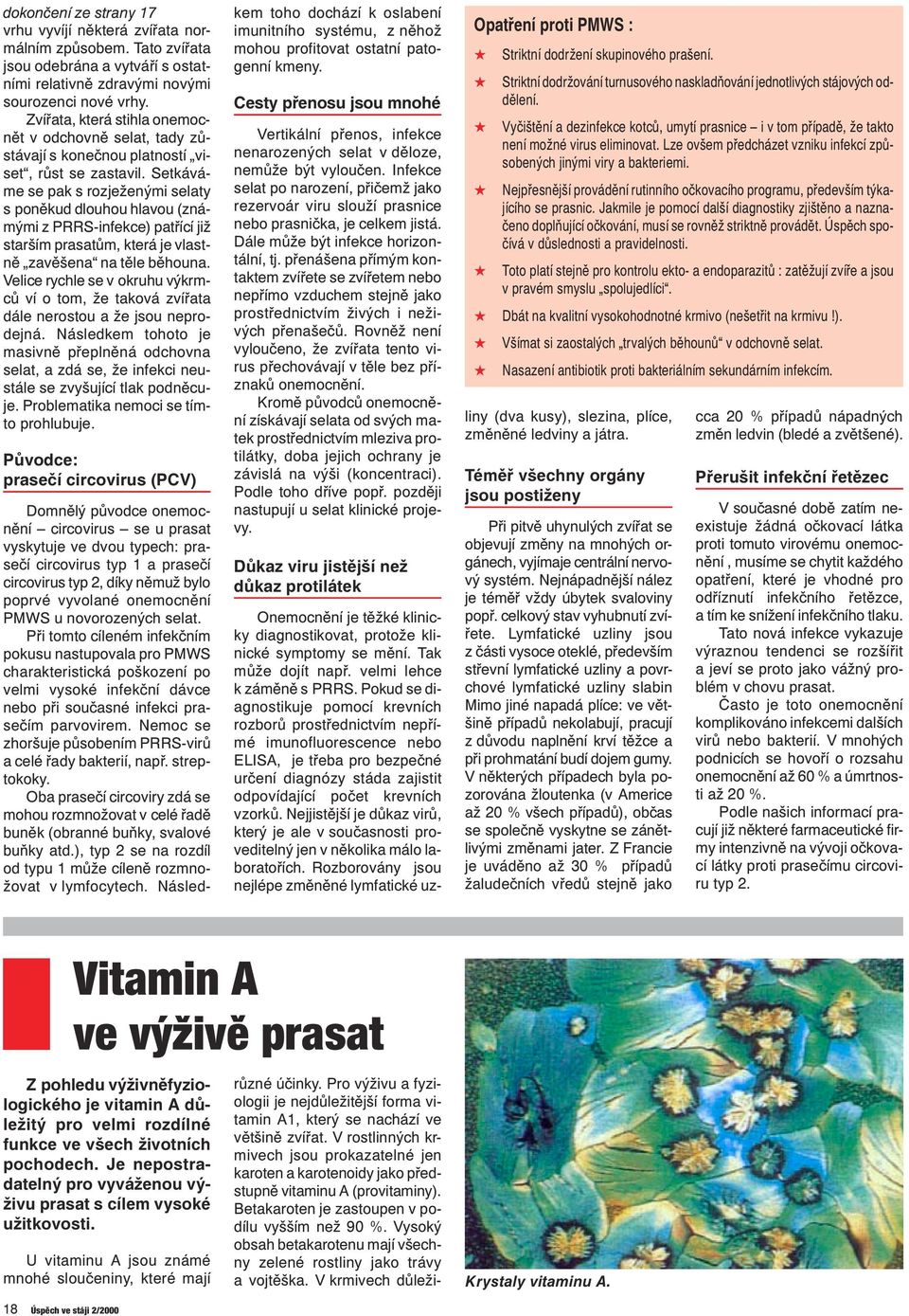 Setkáváme se pak s rozježenými selaty s poněkud dlouhou hlavou (známými z PRRS-infekce) patřící již starším prasatům, která je vlastně zavěšena na těle běhouna.