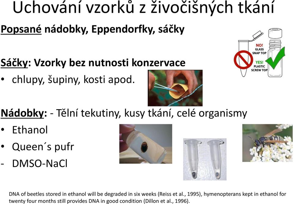 Nádobky: - Tělní tekutiny, kusy tkání, celé organismy Ethanol Queen s pufr - DMSO-NaCl DNA of beetles