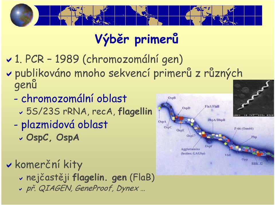 primerů rů z různých genů -chromozomální m oblast 5S/23S rrna,