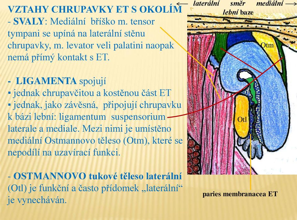 - LIGAMENTA spojují jednak chrupavčitou a kostěnou část ET jednak, jako závěsná, připojují chrupavku k bázi lební: ligamentum suspensorium