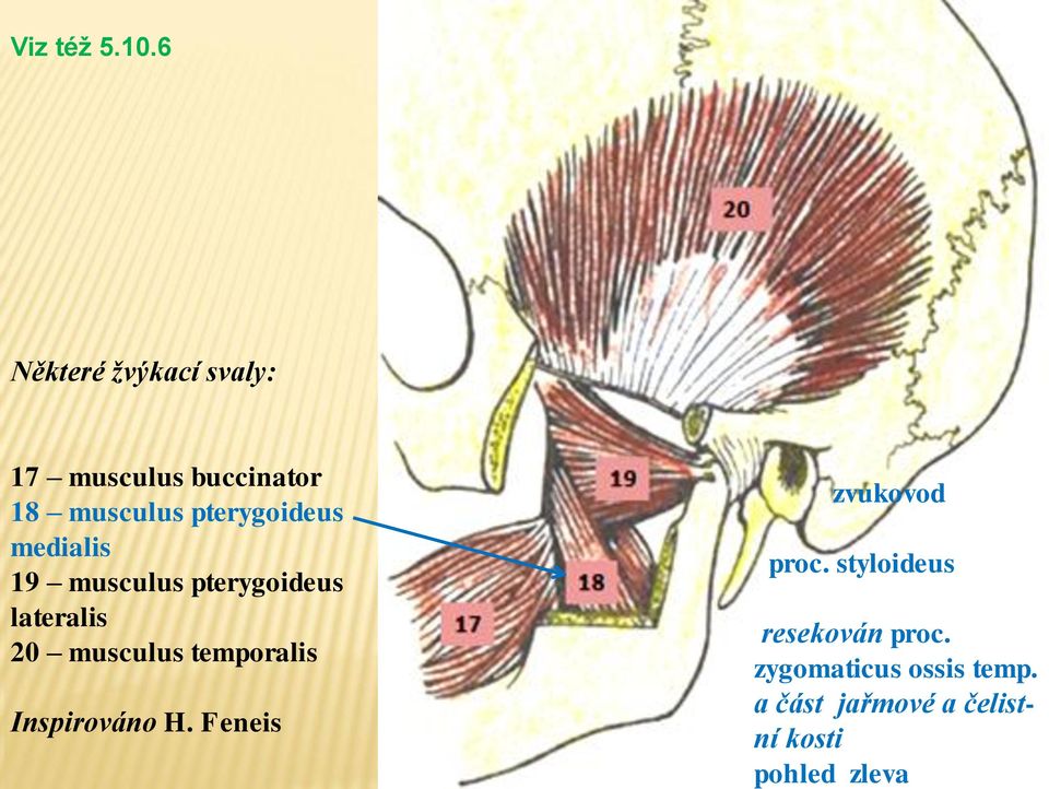 pterygoideus medialis 19 musculus pterygoideus lateralis 20 musculus