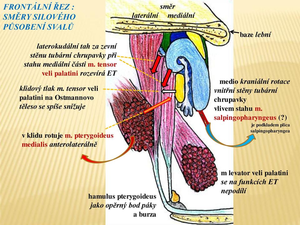 tensor veli palatini na Ostmannovo těleso se spíše snižuje v klidu rotuje m.