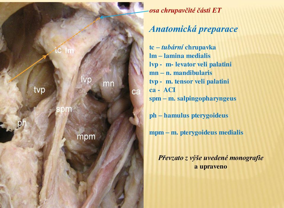 tensor veli palatini ca - ACI spm m.