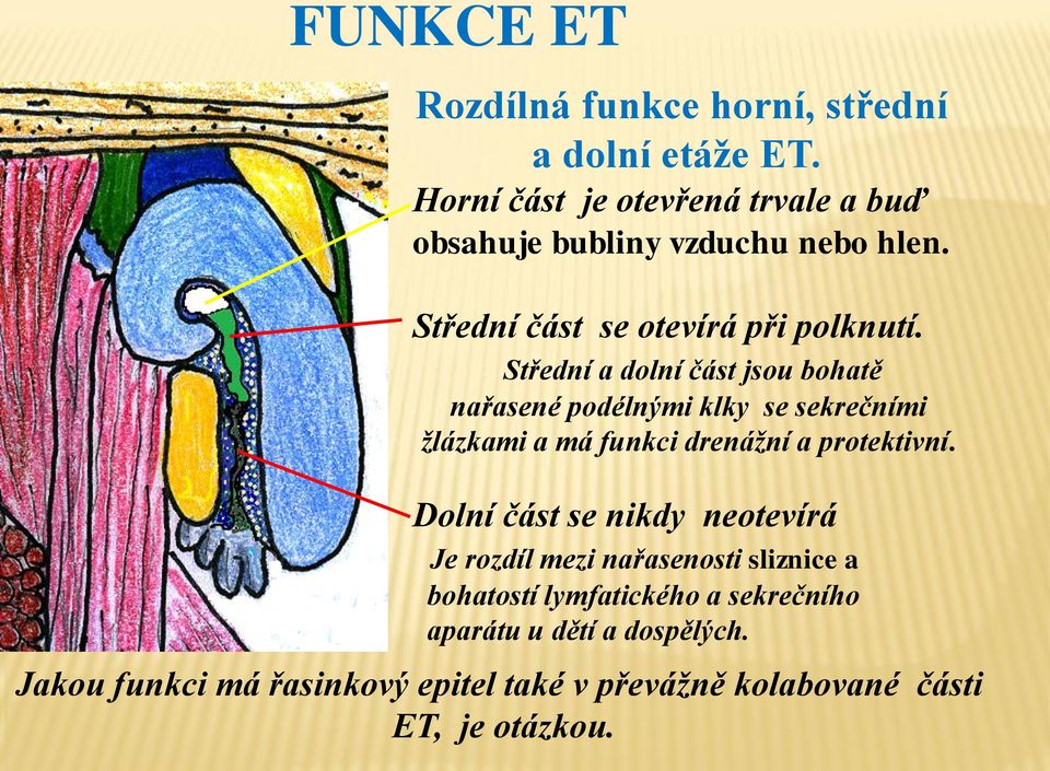 Střední a dolní část jsou bohatě nařasené podélnými klky se sekrečními žlázkami a má funkci drenážní a protektivní.