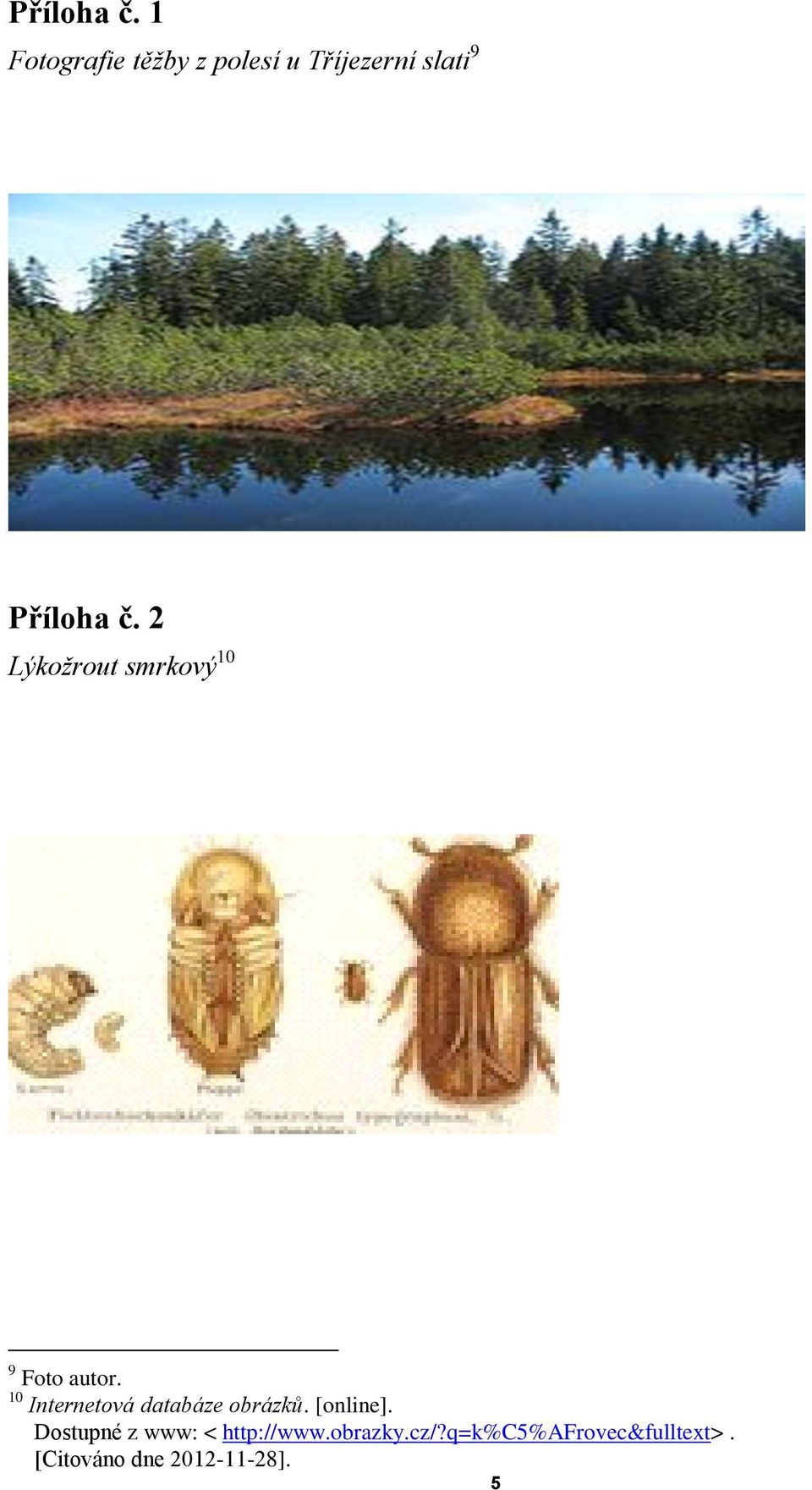 smrkový 10 9 Foto autor. 10 Internetová databáze obrázků.
