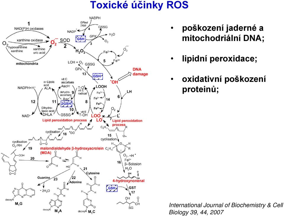 oxidativní poškození proteinů;