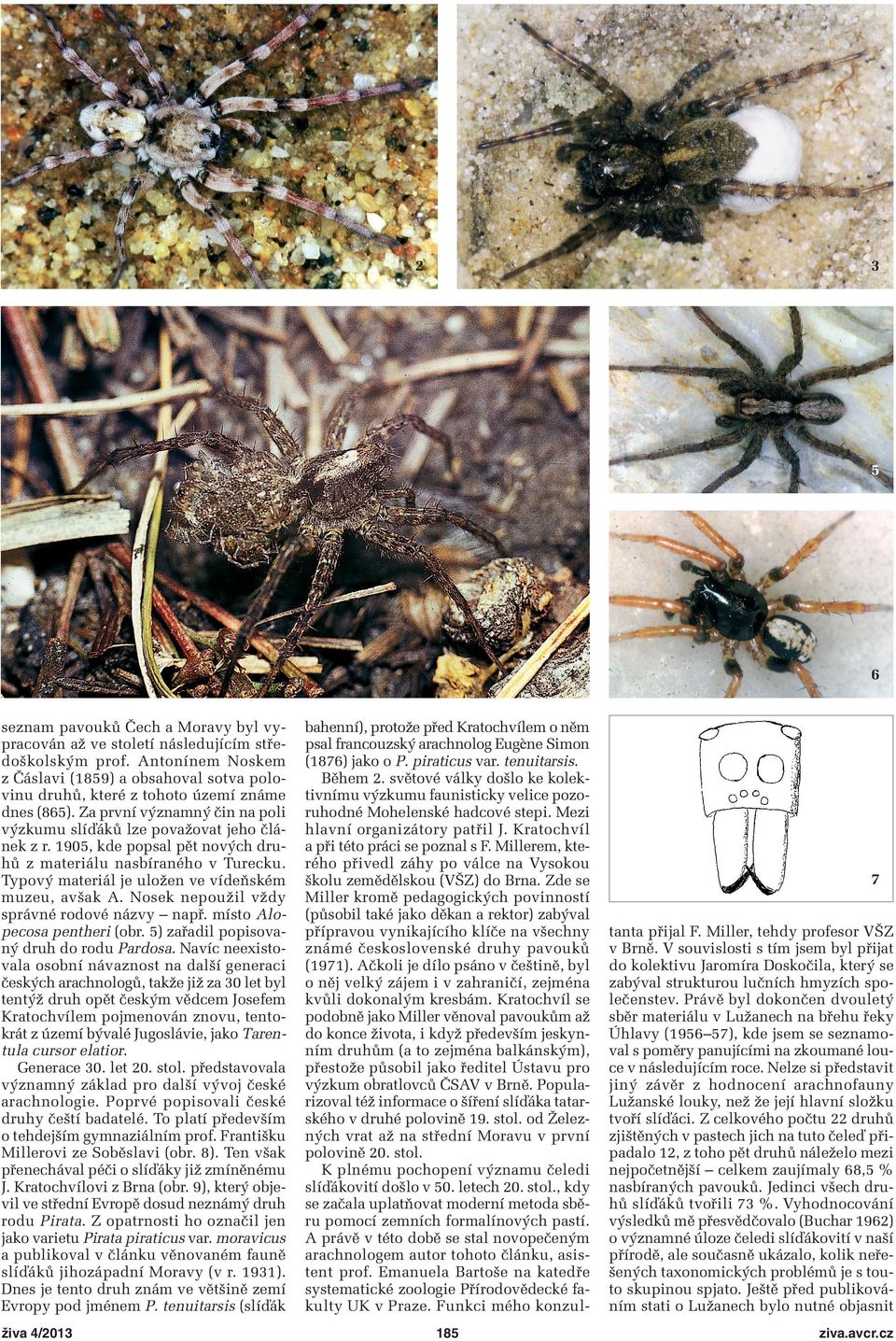 1905, kde popsal pět nových druhů z materiálu nasbíraného v Turecku. Typový materiál je uložen ve vídeňském muzeu, avšak A. Nosek nepoužil vždy správné rodové názvy např.