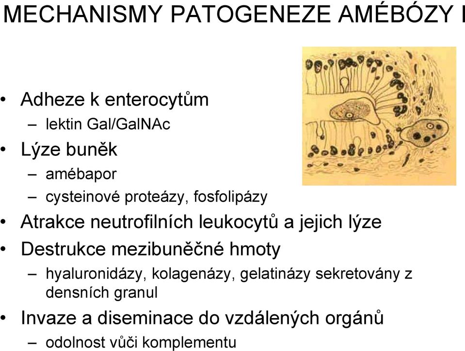 lýze Destrukce mezibuněčné hmoty hyaluronidázy, kolagenázy, gelatinázy sekretovány