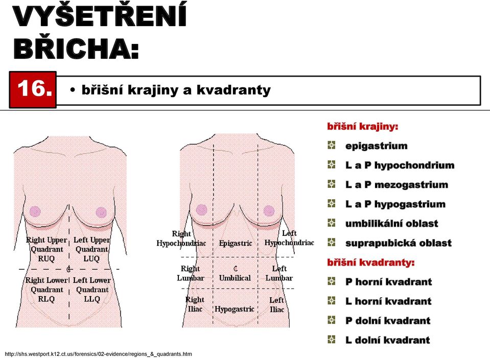 mezogastrium L a P hypogastrium umbilikální oblast suprapubická oblast břišní