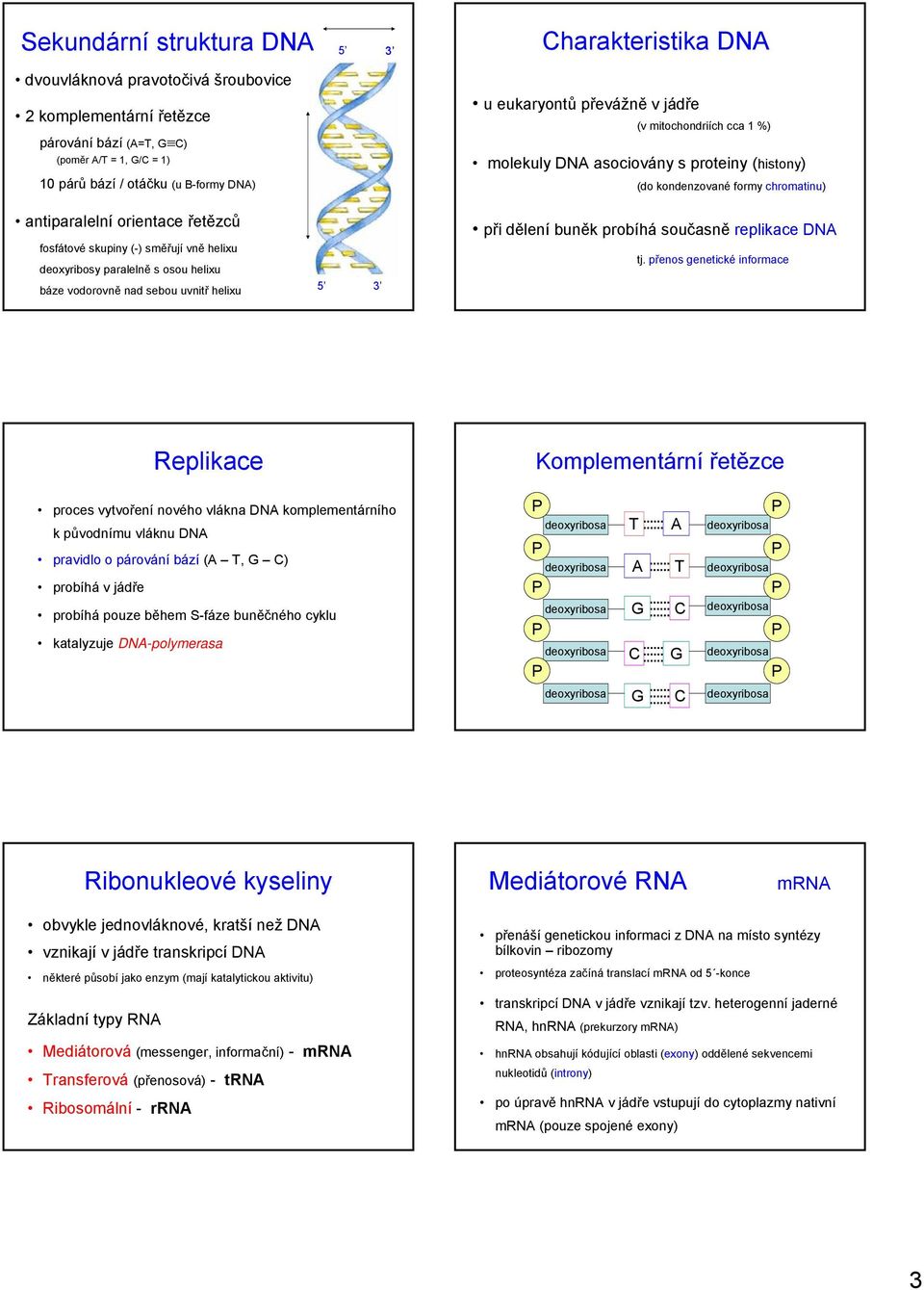 deoxyribosy paralelně s osou helixu vodorovně nad sebou uvnitř helixu 5 3 při dělení buněk probíhá současně replikace D tj.