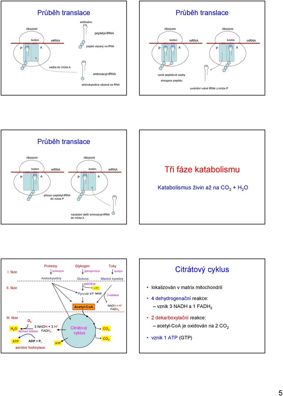 fáze roteiny Glykogen Tuky proteolýza glykogenolýza lipolýza Citrátový cyklus minokyseliny Glukosa Mastné kyseliny glykolýza T yruvát laktát β-oxidace lokalizován v matrix mitochondrií 4