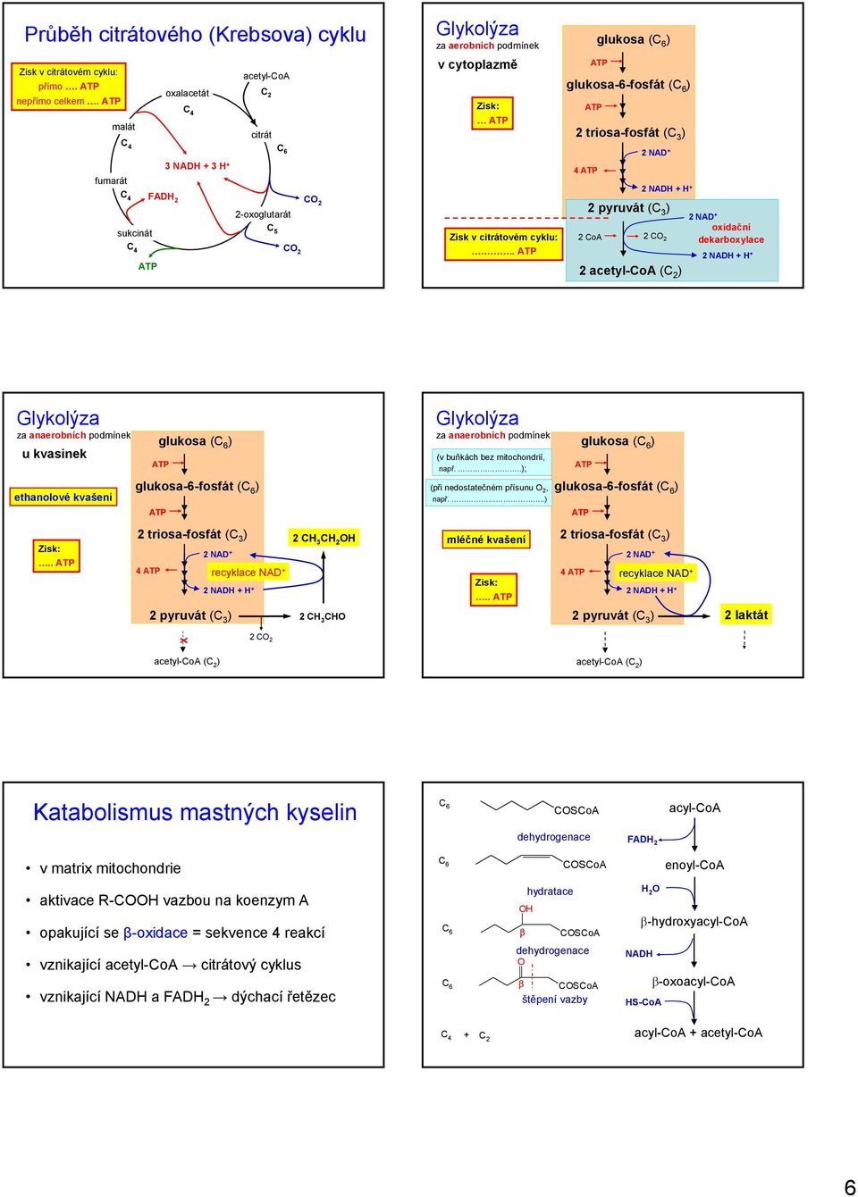 . T glukosa ( ) T glukosa-6-fosfát ( ) T 2 triosa-fosfát (C 3 ) 4 T 2 D + 2 DH + H + 2 pyruvát (C 3 ) 2 Co 2 C 2 2 acetyl-co (C 2 ) 2 D + oxidační dekarboxylace 2 DH + H + Glykolýza za anaerobních