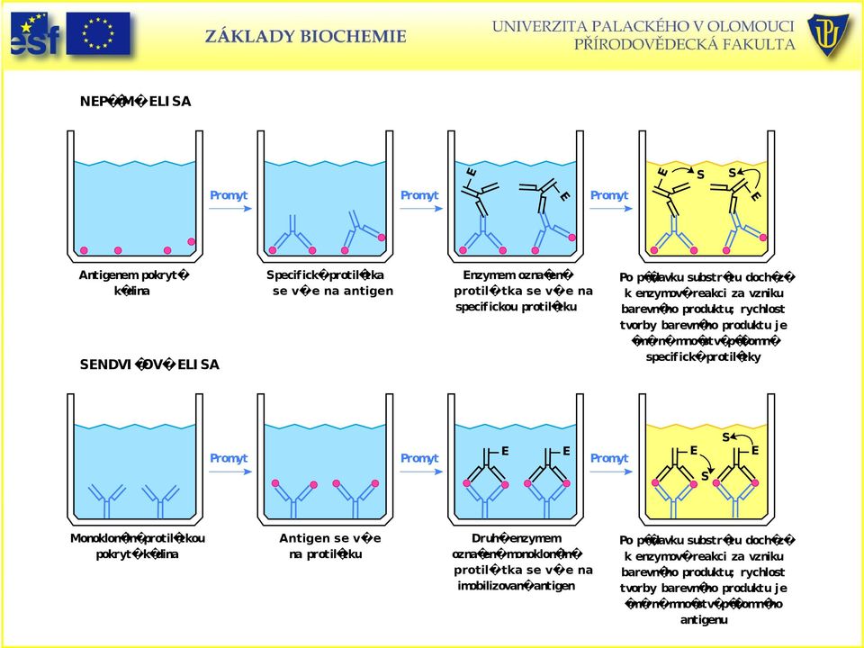 stv p tomn specifick protil tky Promyt S E E S Monoklon ln protil tkou pokryt k dina Antigen se v e na protil tku Druh enzymem ozna en monoklon ln protil tka se v e