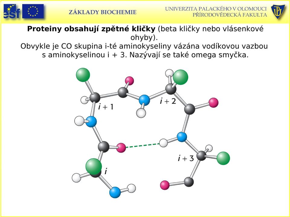 Obvykle je CO skupina i-té aminokyseliny