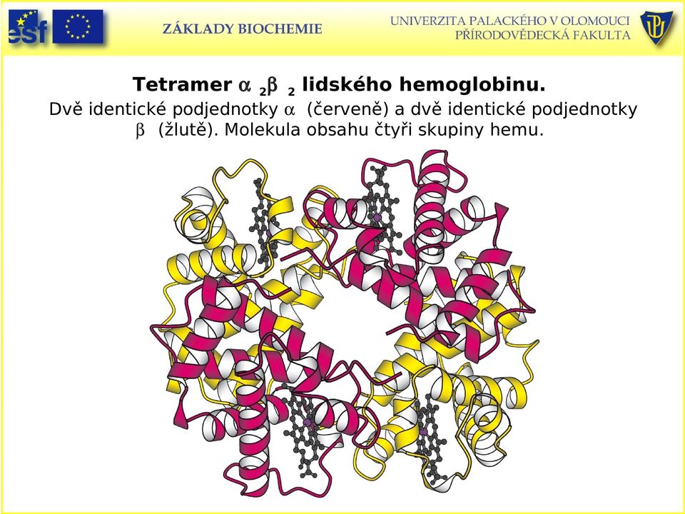 a dvě identické podjednotky β (žlutě).