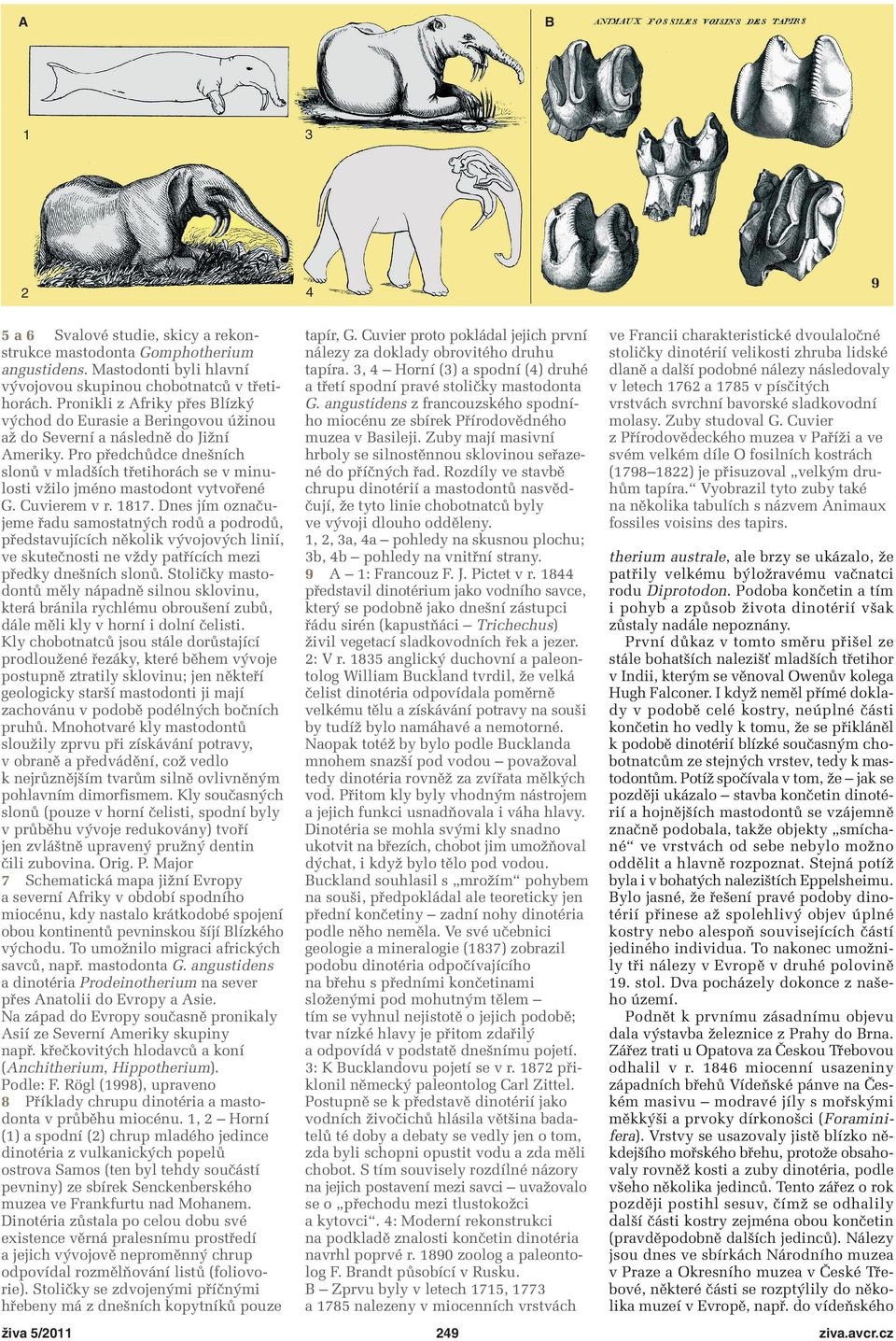Pro předchůdce dnešních slonů v mladších třetihorách se v minulosti vžilo jméno mastodont vytvořené G. Cuvierem v r. 87.