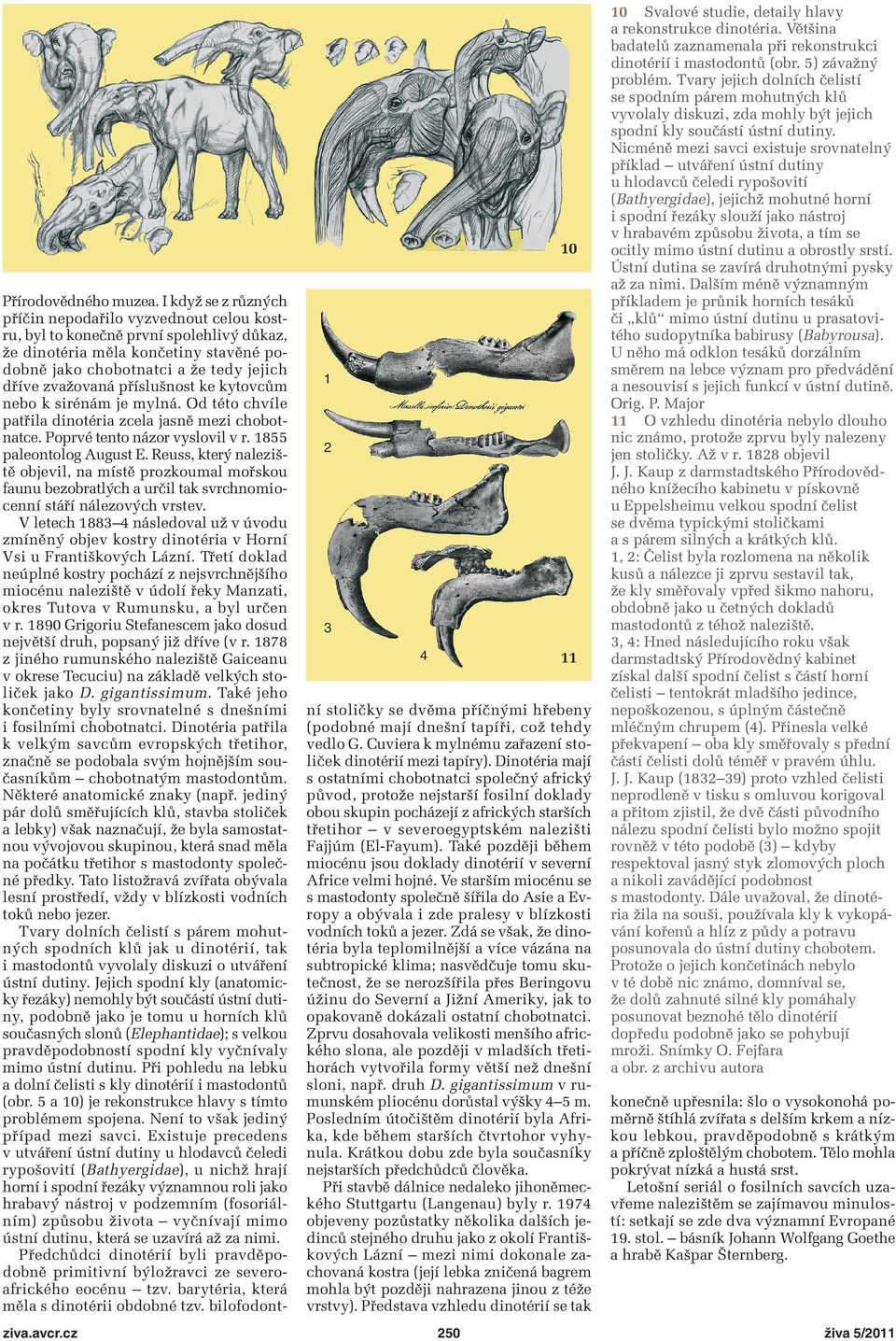 příslušnost ke kytovcům nebo k sirénám je mylná. Od této chvíle patřila dinotéria zcela jasně mezi chobotnatce. Poprvé tento názor vyslovil v r. 855 paleontolog ugust E.