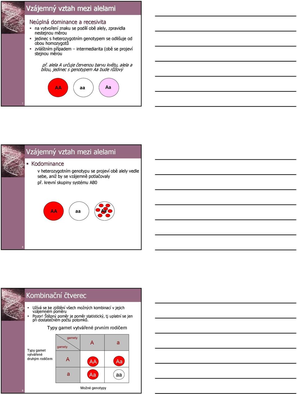 lel určuje červenou brvu květu, lel bílou, jedinec s genotypem bude růžový 7 Vzájemný vzth mezi lelmi Kodominnce v heterozygotním genotypu se projeví obě lely vedle sebe, niž by se