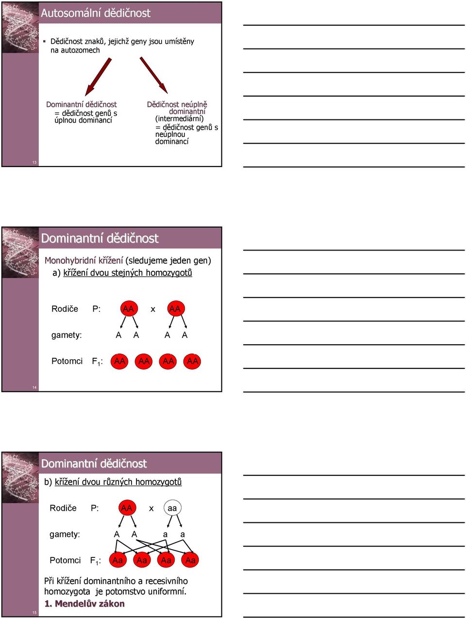 Monohybridní křížení (sledujeme jeden gen) ) křížení dvou stejných homozygotů x gmety: Potomci F 1 : 14 Dominntní dědičnost b)