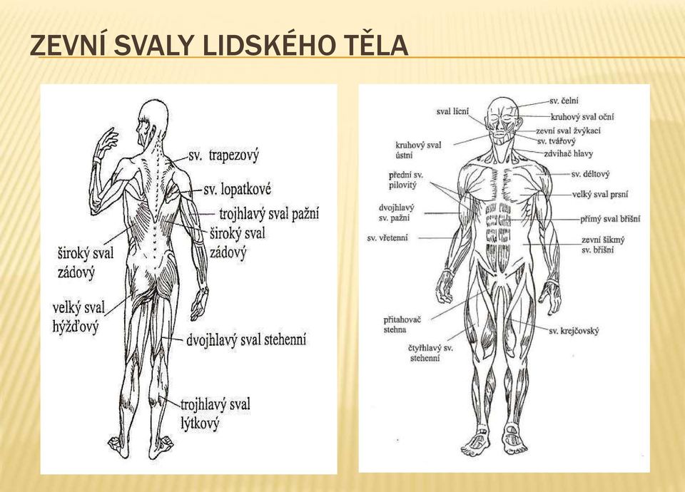 LIDSKÉHO