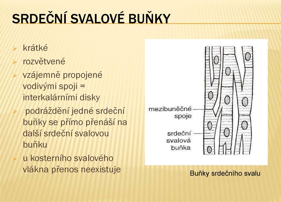 srdeční buňky se přímo přenáší na další srdeční svalovou