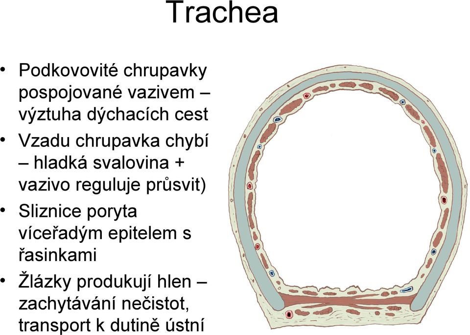 reguluje průsvit) Sliznice poryta víceřadým epitelem s