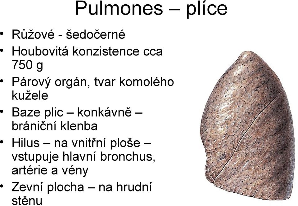 konkávně brániční klenba Hilus na vnitřní ploše vstupuje