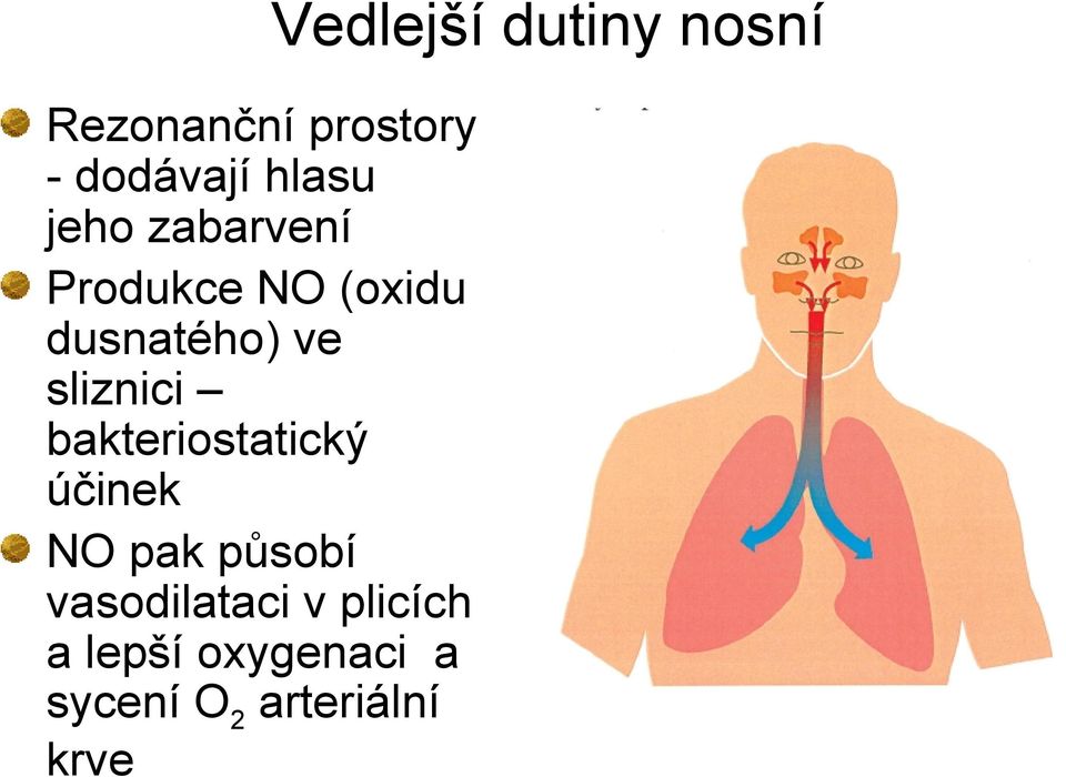 sliznici bakteriostatický účinek NO pak působí