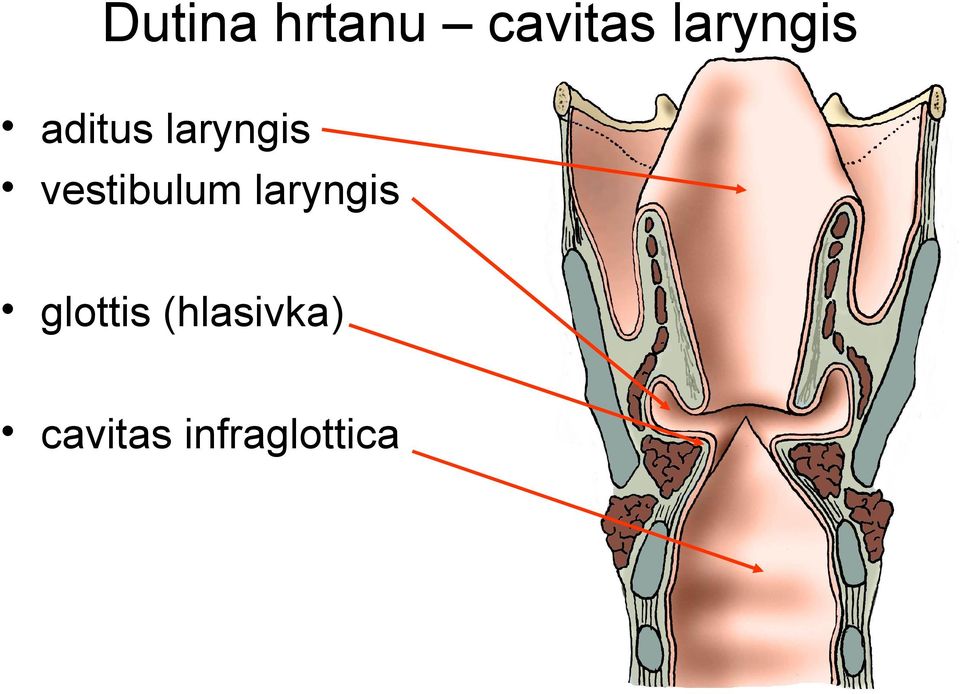 vestibulum laryngis