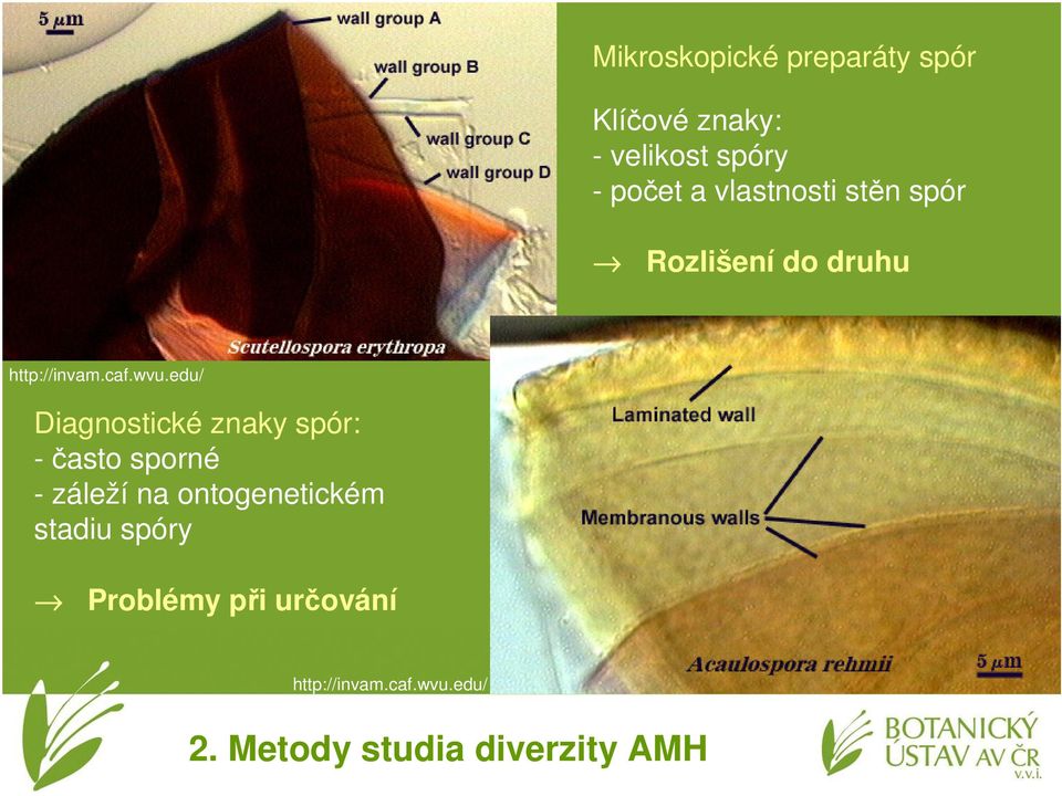 edu/ Diagnostické znaky spór: -často sporné - záleží na ontogenetickém