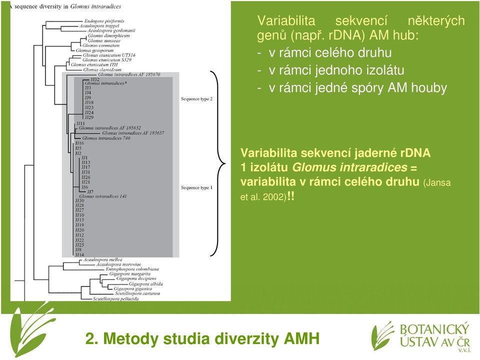 rámci jedné spóry AM houby Variabilita sekvencí jaderné rdna 1 izolátu