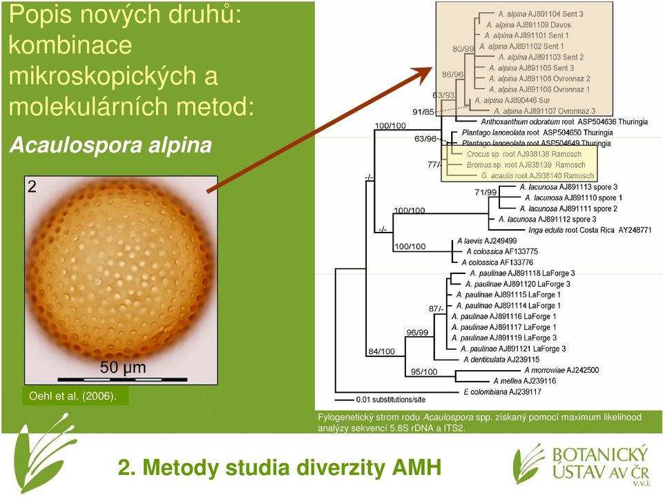 Fylogenetický strom rodu Acaulospora spp.