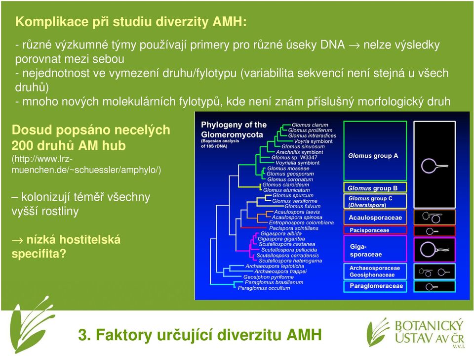 molekulárních fylotypů, kde není znám příslušný morfologický druh Dosud popsáno necelých 200 druhů AM hub (http://www.